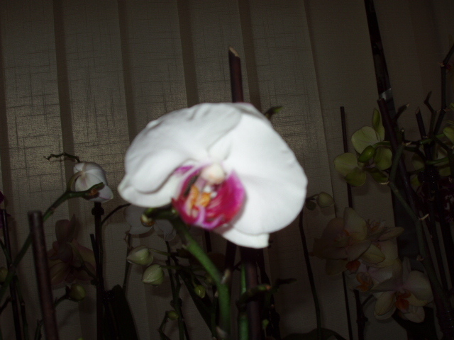 sunt niste mici minuni - Orhidee CADOU pt luna MARTIE