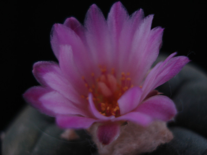 DSC09056 - Cactusi 2011