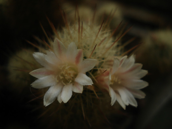 DSC09058 - Cactusi 2011
