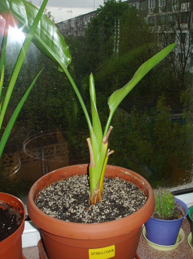 strelitzia lesinata