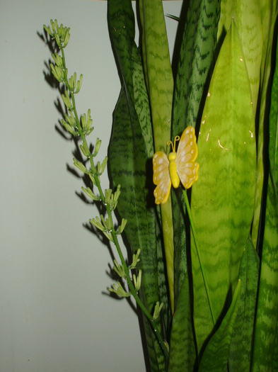 sansevieria cu floare