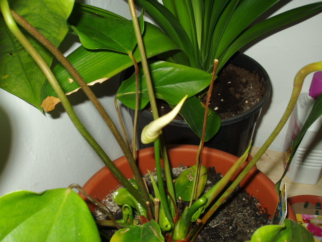 Anthurium alb, 5 lei -Auchan - 0018 FLORI APT 2012 - andruta
