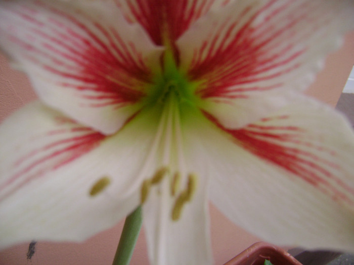 DSC08481 - amaryllis 2012