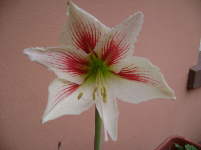 Amorice - amaryllis 2012