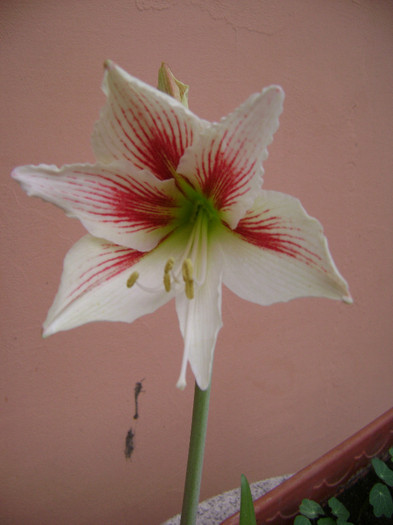 DSC08480 - amaryllis 2012