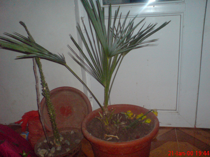DSC00072 - palmier livistonia chinensis