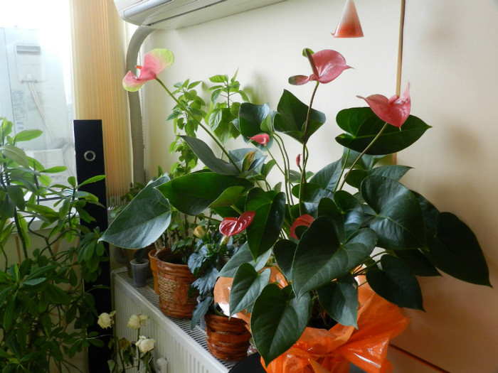 DSCN1373 - ANTHURIUM