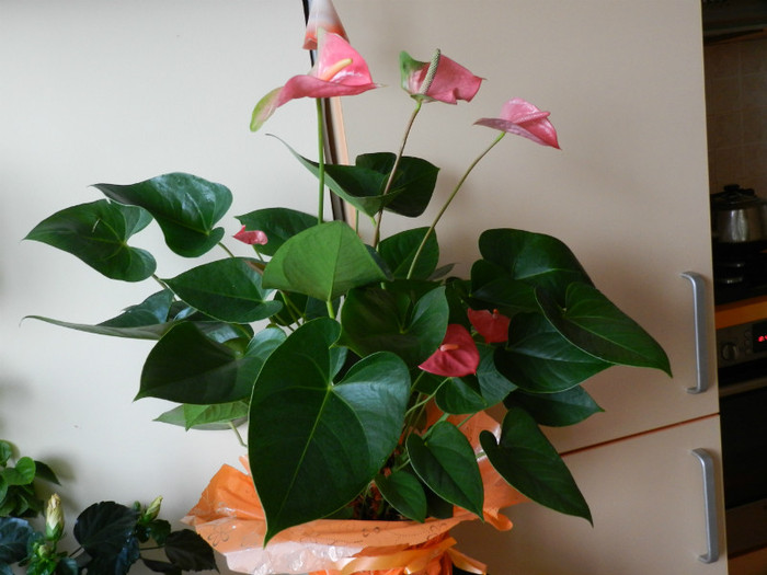 DSCN1381 - ANTHURIUM