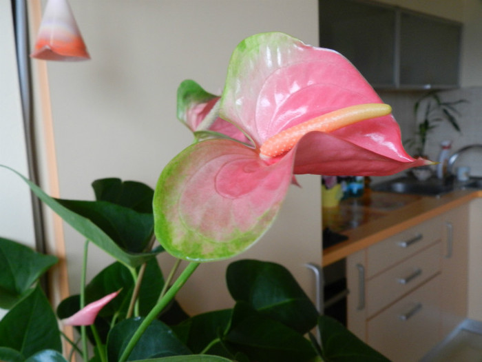 DSCN1382 - ANTHURIUM
