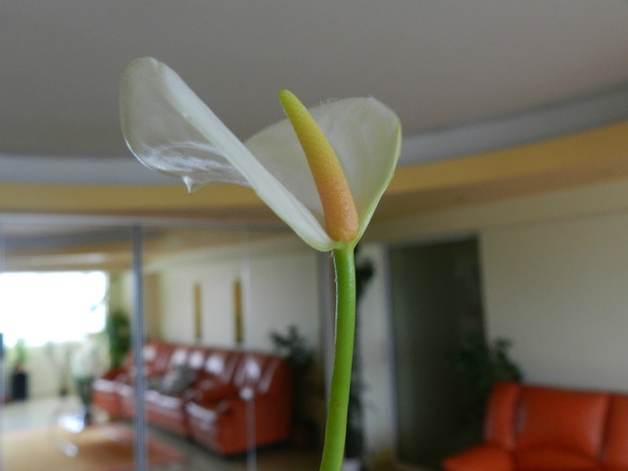 DSCN1422 - ANTHURIUM