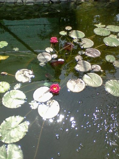 de vanzare - crapi koi 2012