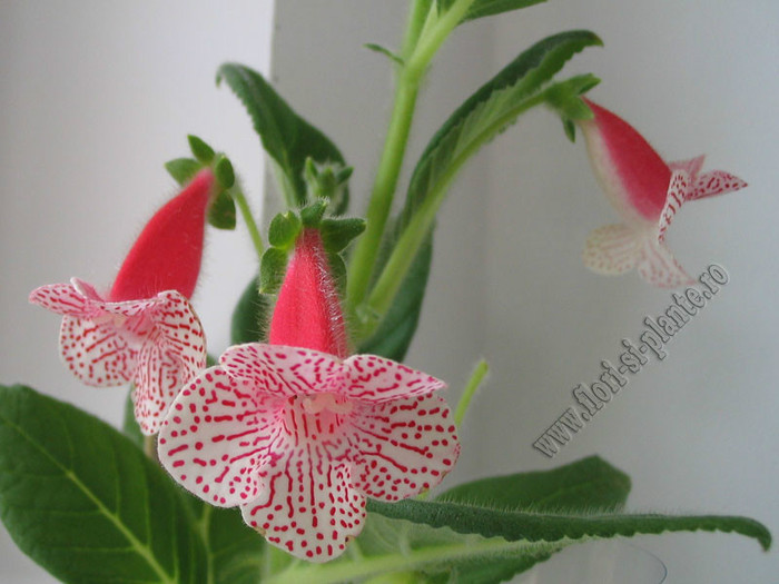 NEW - Kohleria Nasca; 2012
