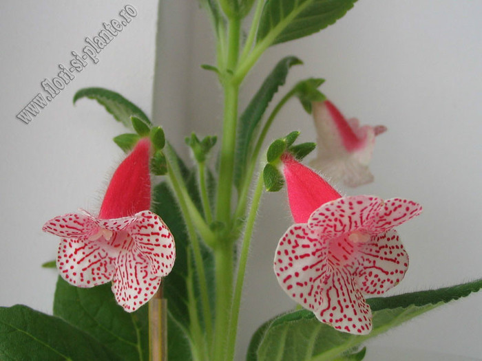 NEW - Kohleria Nasca; 2012
