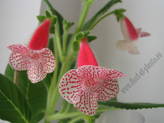 NEW - Kohleria Nasca; 2012
