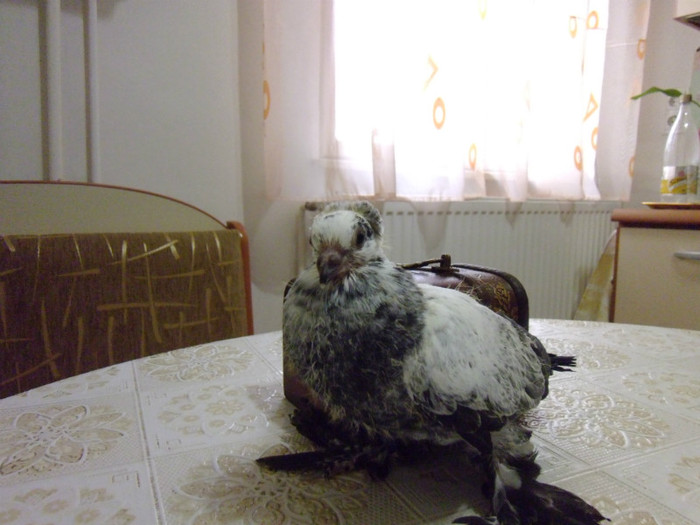 Picture 005; Primul puiut de anul acesta.
