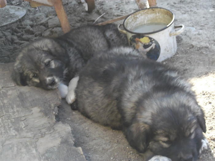 SASHA SI ROKY LA O LUNA JUMATE - PAZNICI PORUMBARIEI