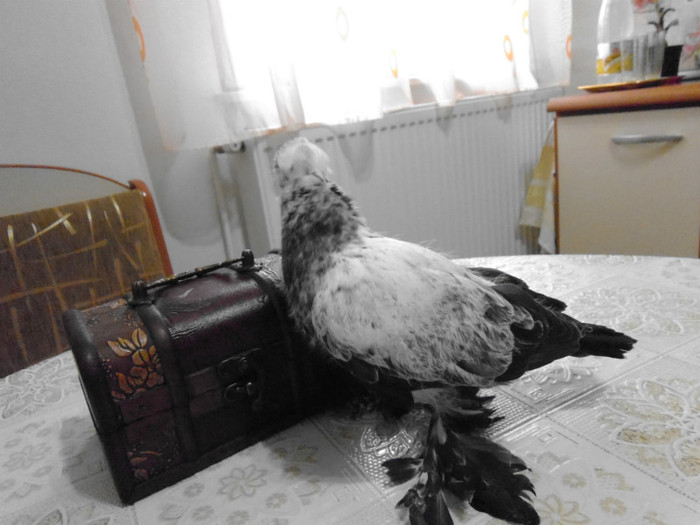 Picture 007; Tot acelasi puiut.
