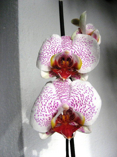 IMG_4284 - Phalaenopsis