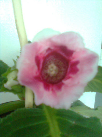 roz pastel - gloxinia 2012