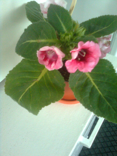 Clau^^1762 - gloxinia 2012