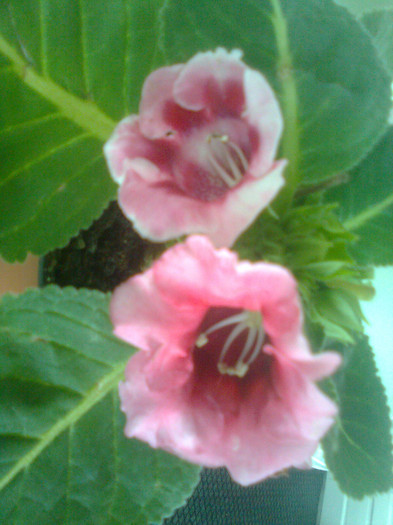 Clau^^1764 - gloxinia 2012