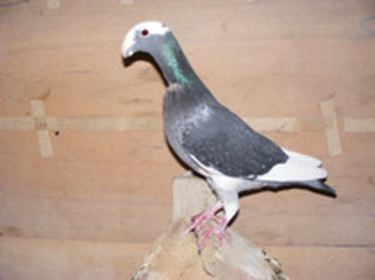 vinduta aprilie 2012