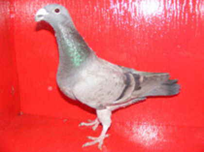 vinduta aprilie 2012