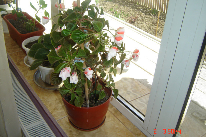 32 - flori