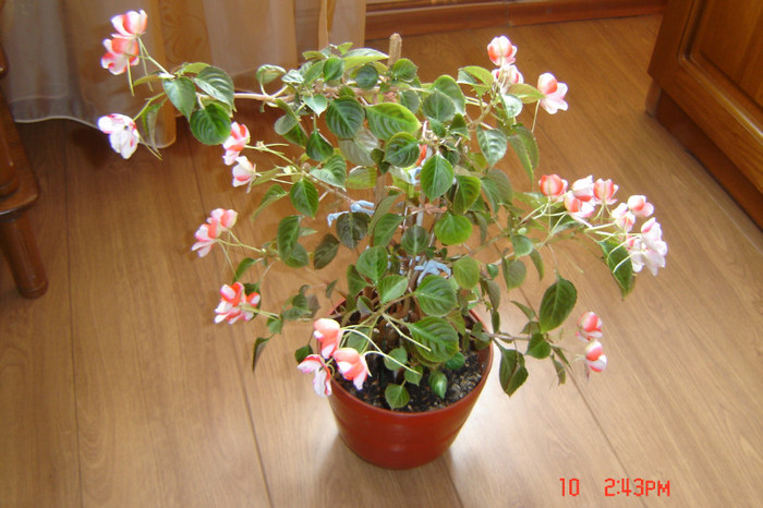 33 - flori