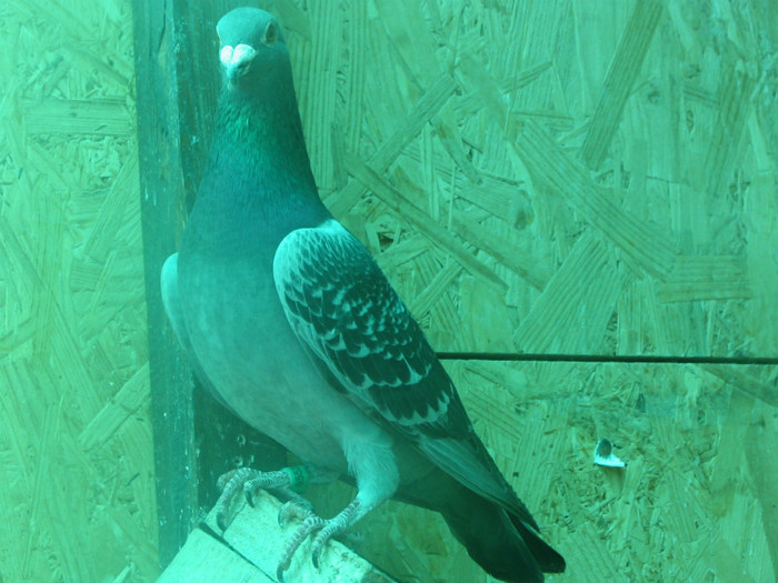 Pigeon 11 - PRASILA 2012