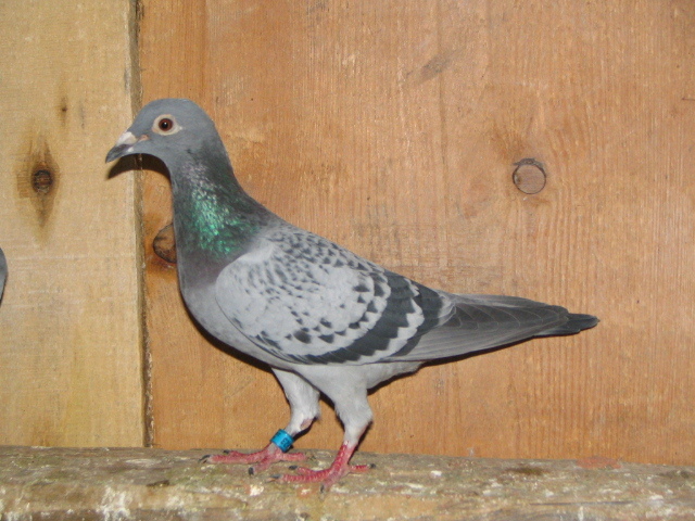 Pigeons 070