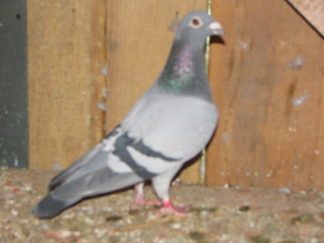 Pigeons 085 - PRASILA 2012