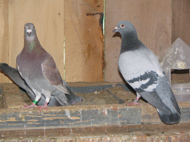 Pigeons 129 - PRASILA 2012