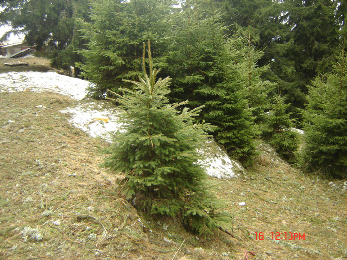 20 - la Ranca si Transalpina