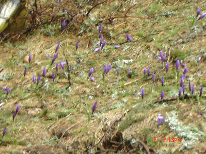 23 - la Ranca si Transalpina