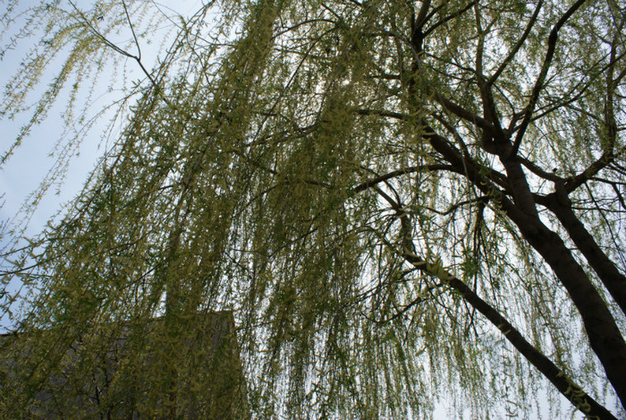 DSC00608 - Grd pe 16 04