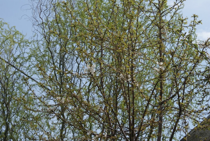 DSC00610 - Grd pe 16 04