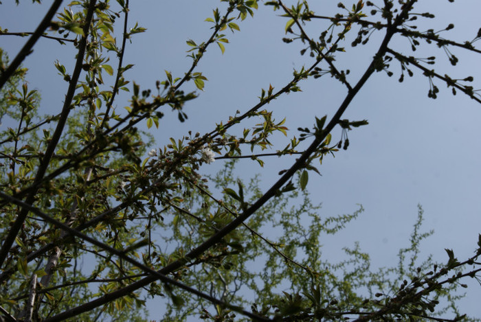 DSC00613 - Grd pe 16 04