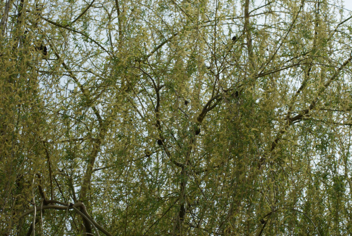 DSC00625 - Grd pe 16 04