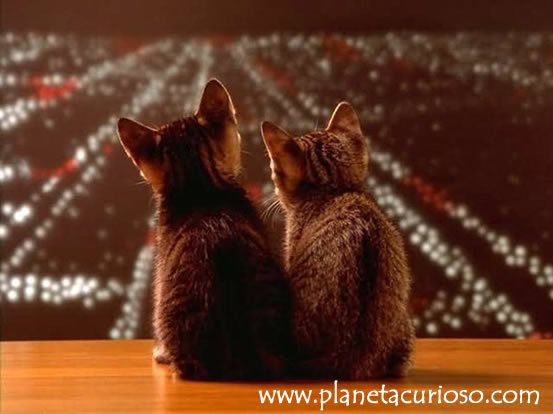 gatos-enamorados1