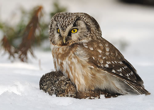 glaucidium_passerinum - Pasari rapitoare