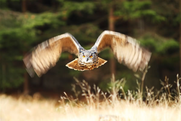 shutterstock-75491956