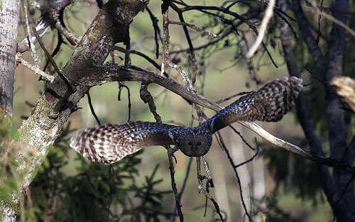 strix_uralensis - Pasari rapitoare