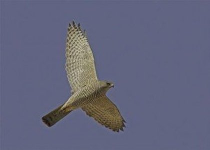 uliu-cu-picioare-scurte-accipiter-brevipes-300x215 - Pasari rapitoare