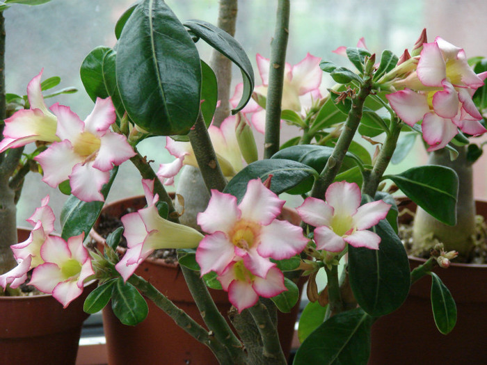 DSC09072 - Adenium