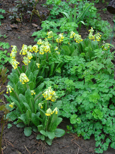 DSC09100 - Flori de primavara