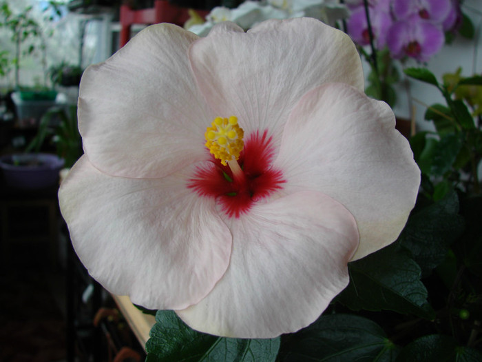 DSC09068 - Hibiscus