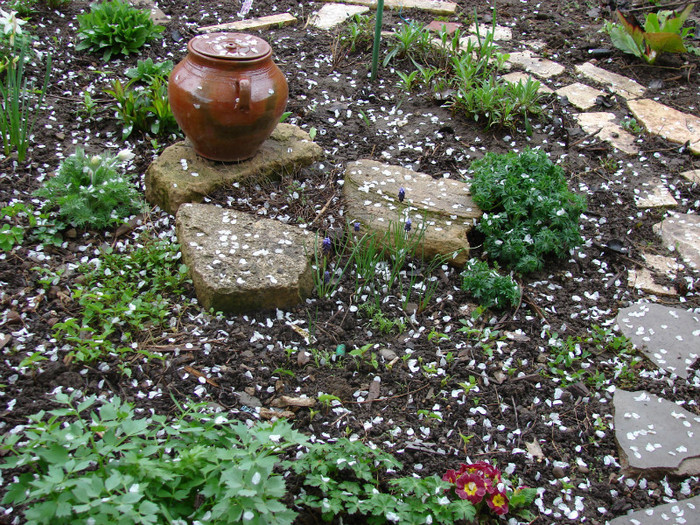 Ninsoare cu flori de cires - Flori de primavara