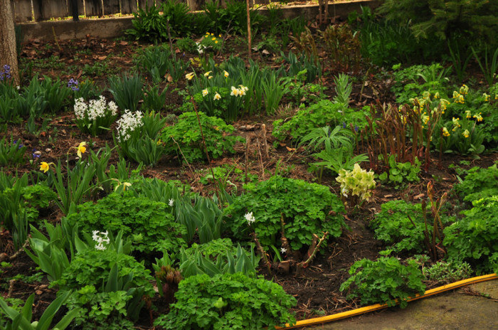 DSC_0337 - Flori de primavara