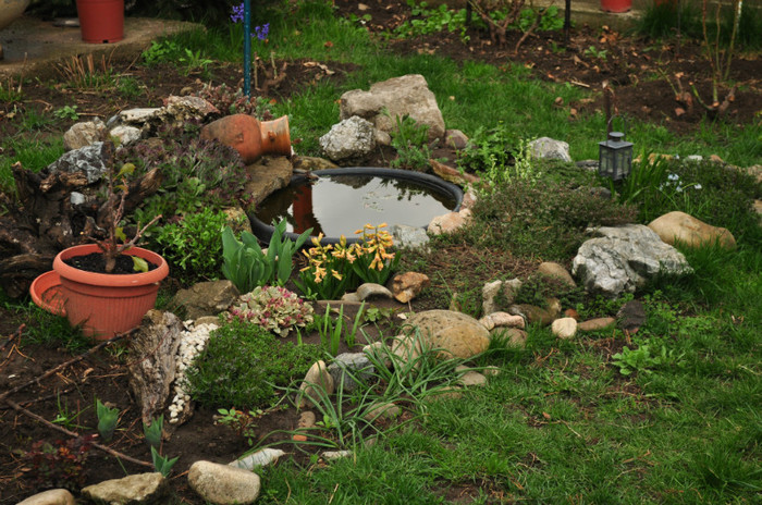 DSC_0352 - Flori de primavara